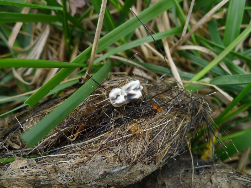 Alcune fatte di lupo, tra Bacedasco e Lugagnano,Piacenza