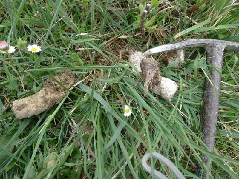 Alcune fatte di lupo, tra Bacedasco e Lugagnano,Piacenza