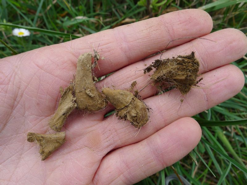 Alcune fatte di lupo, tra Bacedasco e Lugagnano,Piacenza