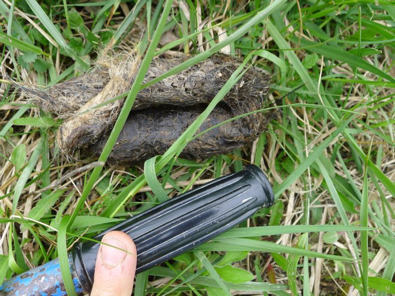 Alcune fatte di lupo, tra Bacedasco e Lugagnano,Piacenza