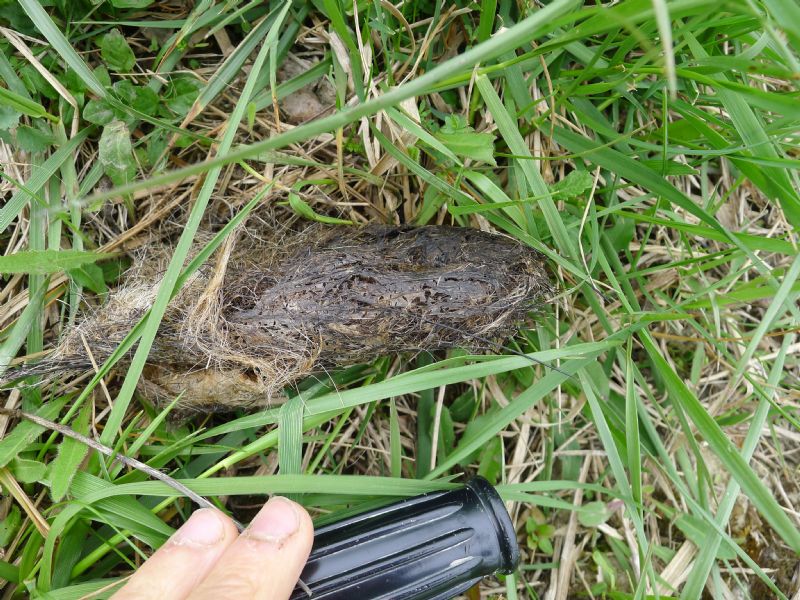 Alcune fatte di lupo, tra Bacedasco e Lugagnano,Piacenza