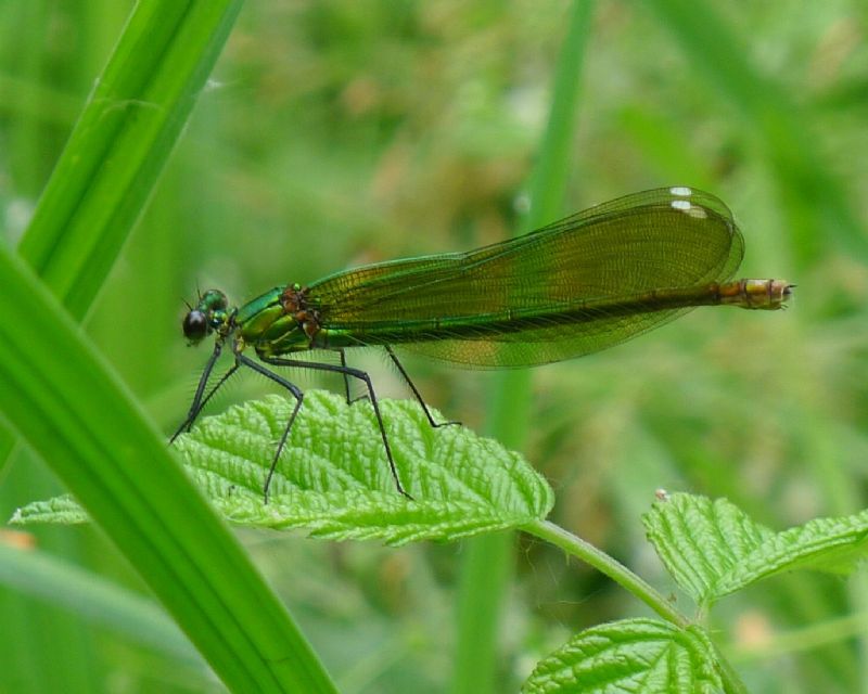 Calopteryx splendens f.