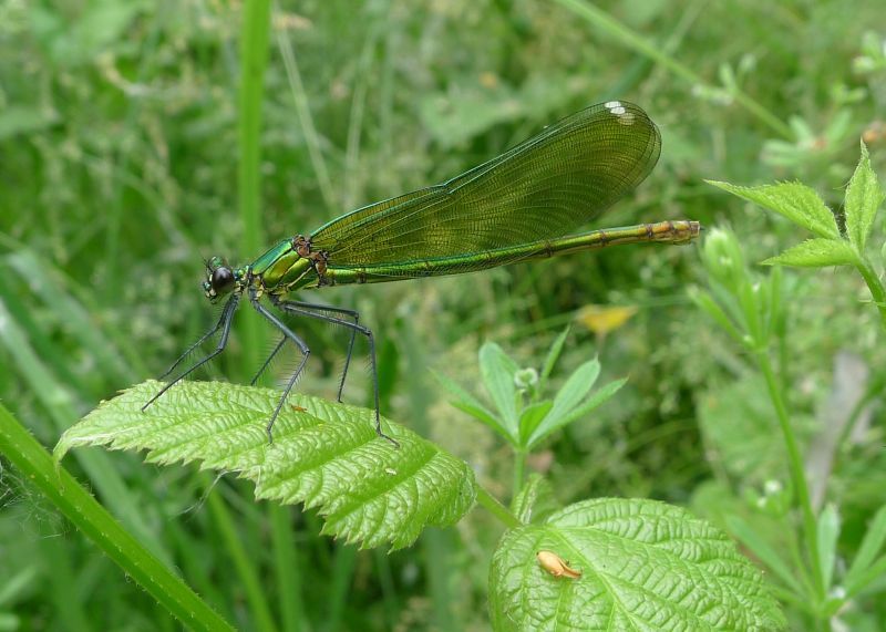 Calopteryx splendens f.