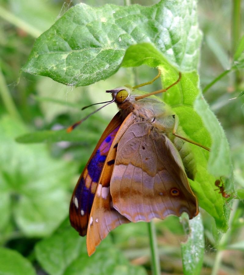 Apatura ilia appena sfarfallata
