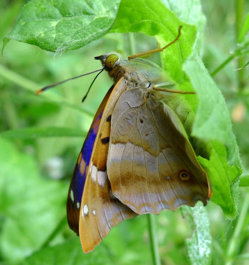 Apatura ilia appena sfarfallata