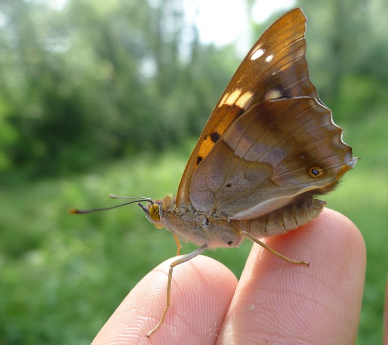 Apatura ilia appena sfarfallata