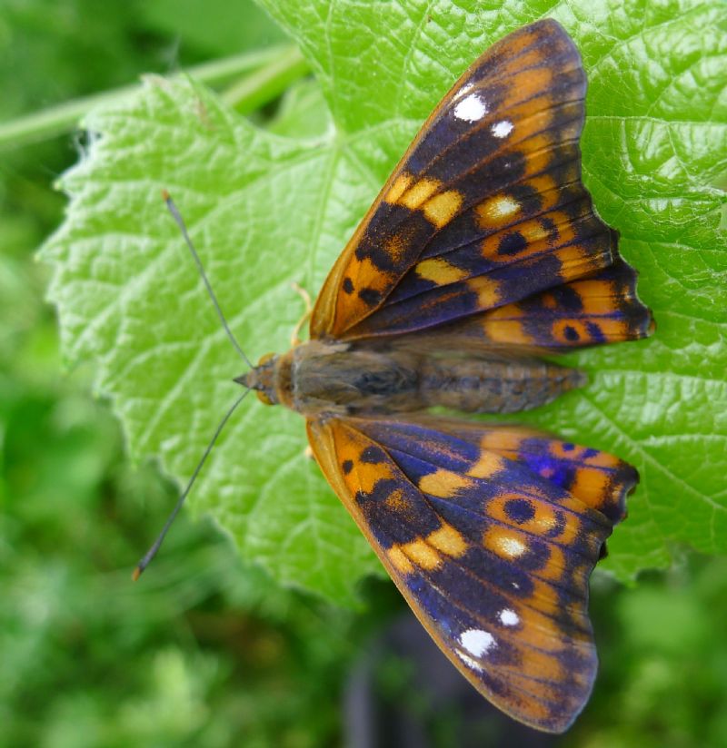 Apatura ilia appena sfarfallata