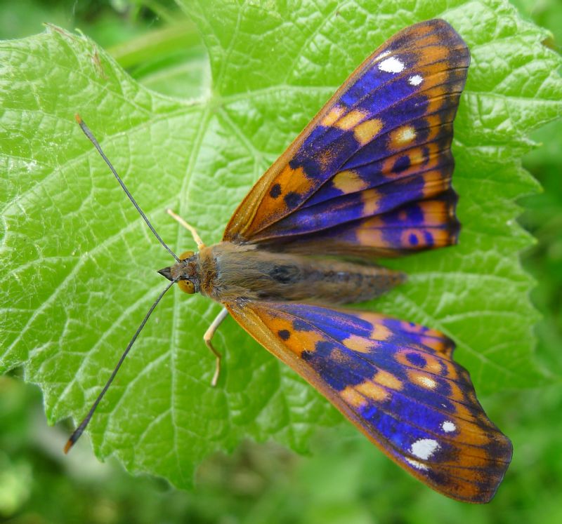 Apatura ilia appena sfarfallata