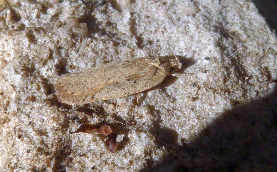 falena sotto una pietra - cfr Agonopterix scopariella