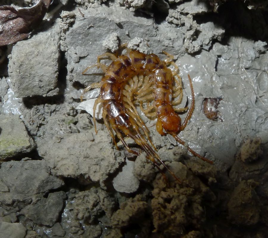 Eupolybothrus sp. (Lithobiidae)