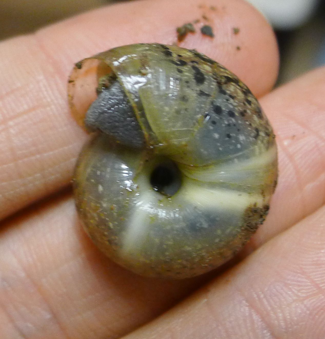 Chilostoma illyricum?