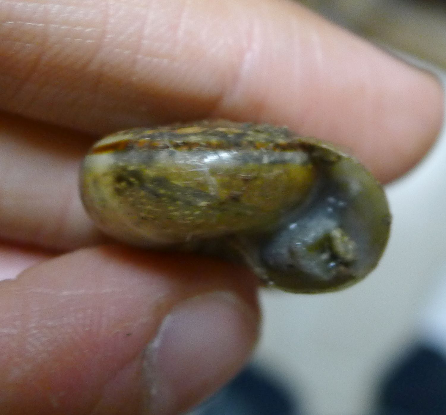 Chilostoma illyricum?