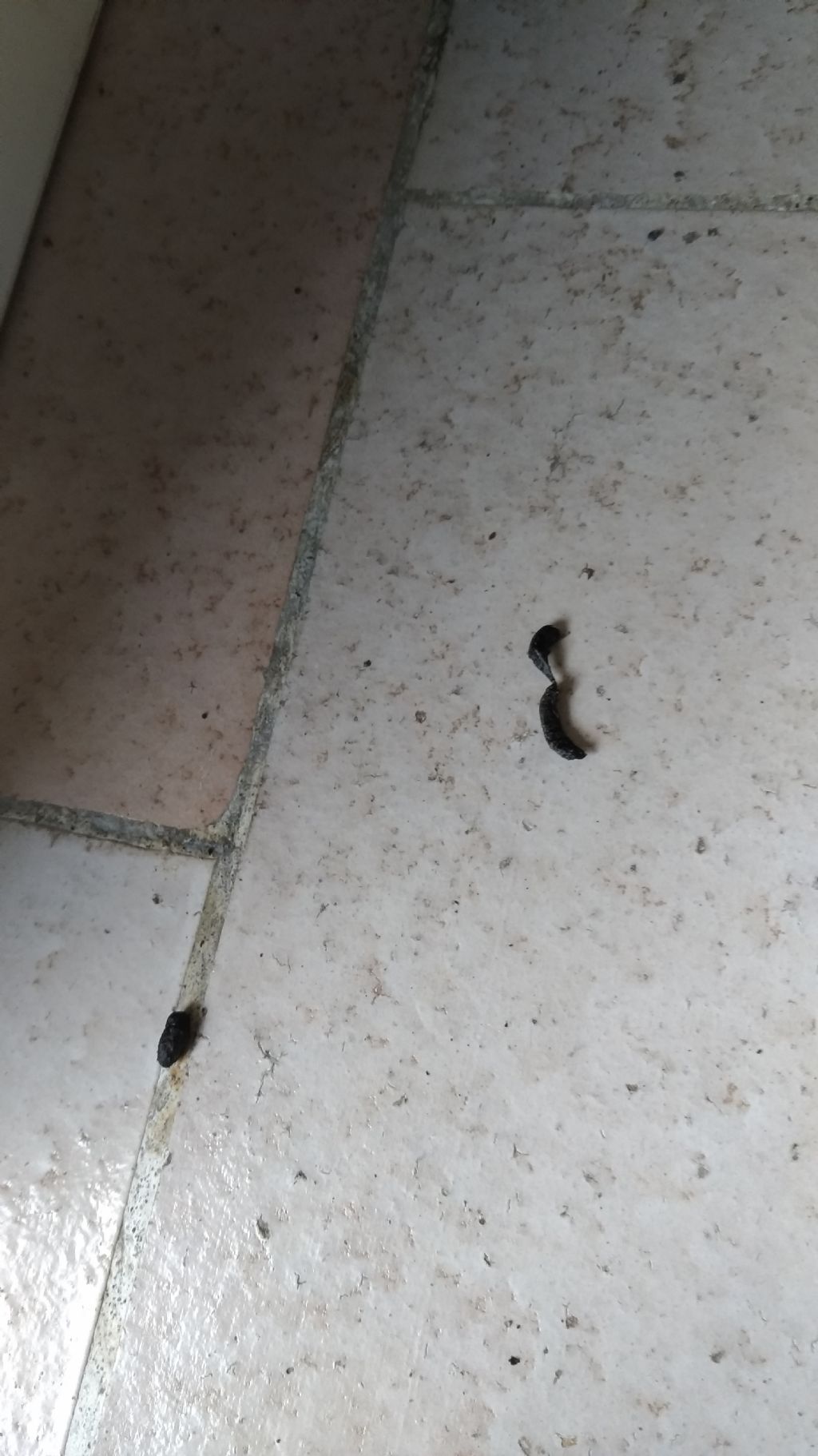Escrementi di quale animale?