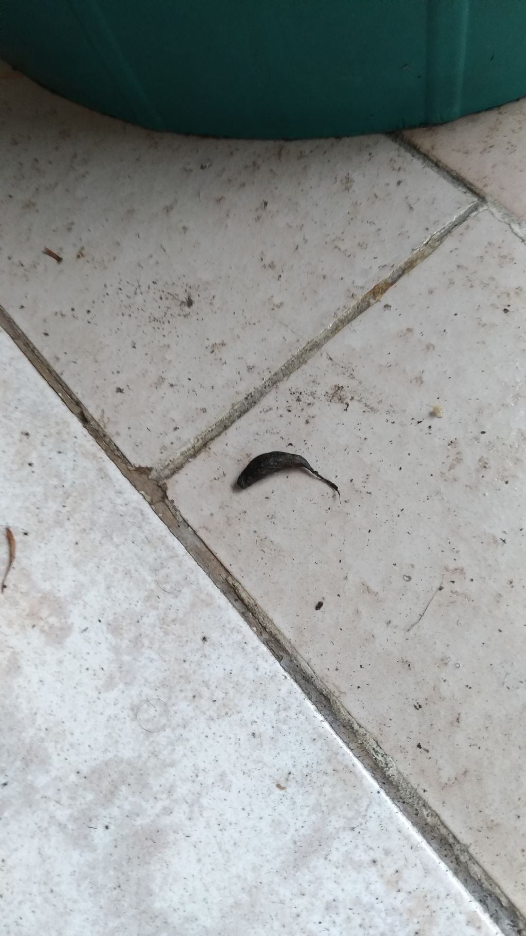 Escrementi di quale animale?