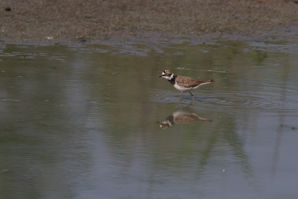Quache scatto da Torrile