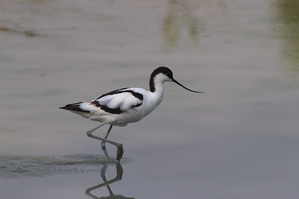 Quache scatto da Torrile