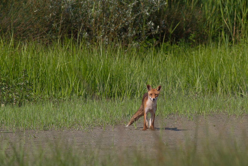 La famiglia al completo :volpi