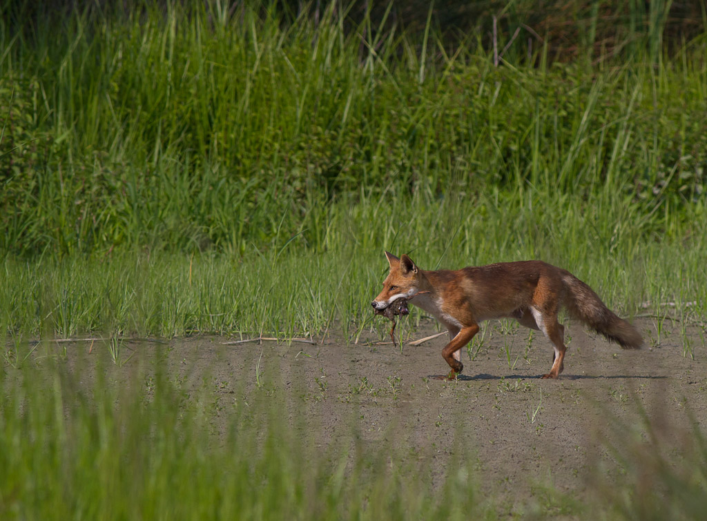 La famiglia al completo :volpi
