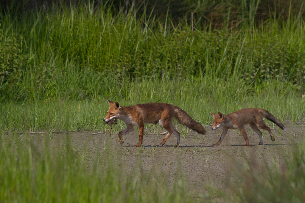 La famiglia al completo :volpi