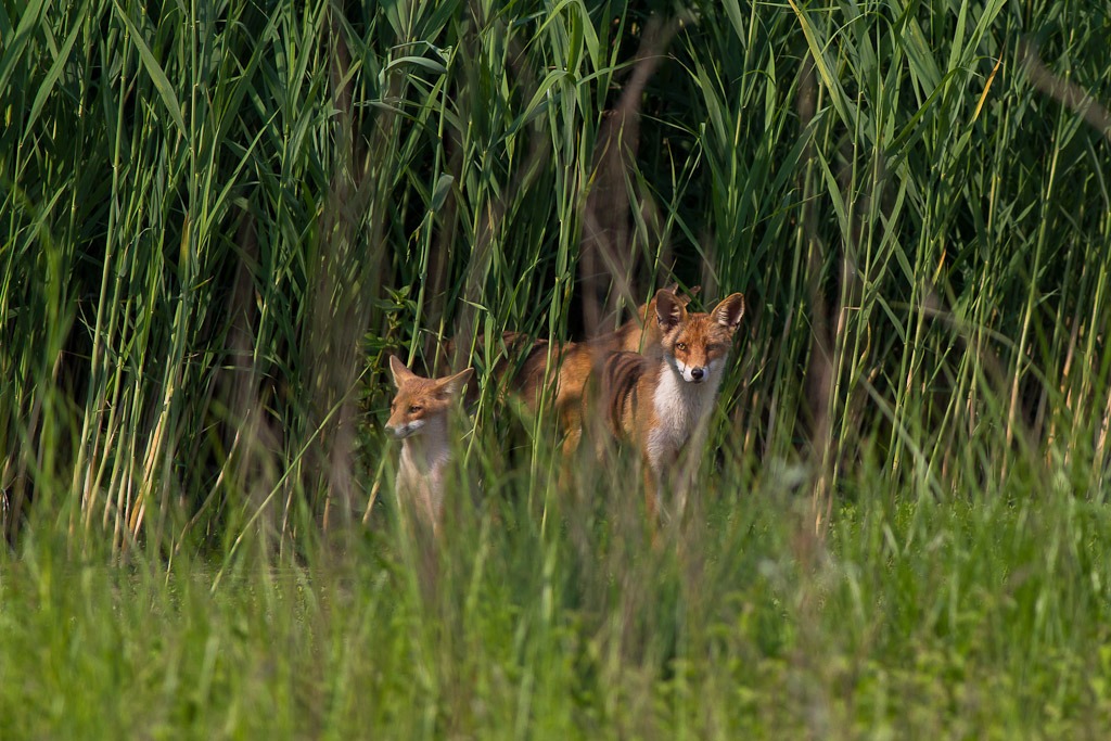 La famiglia al completo :volpi