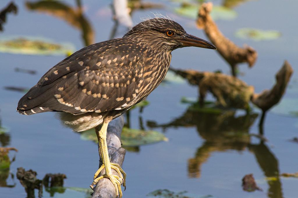 Quache scatto da Torrile