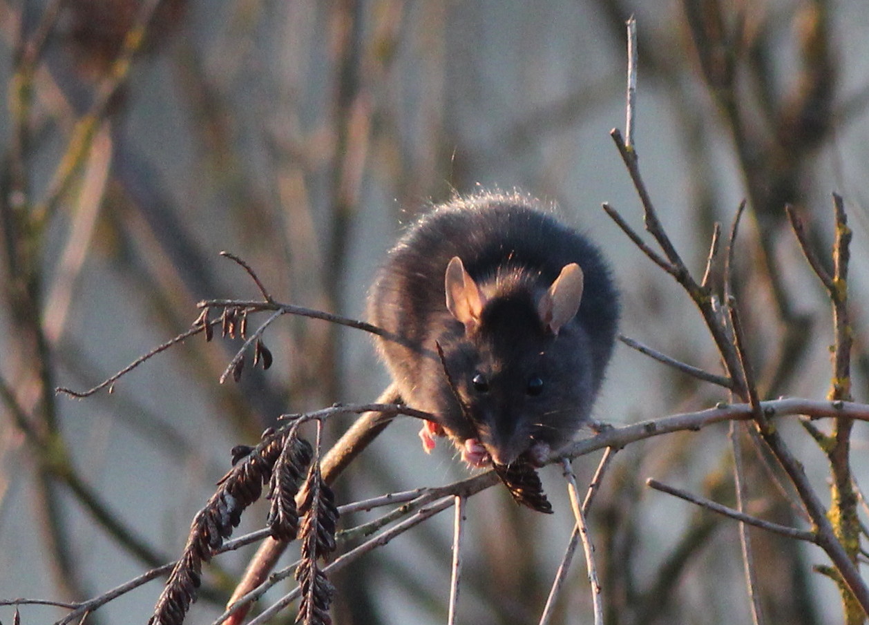 Id topo- Rattus rattus