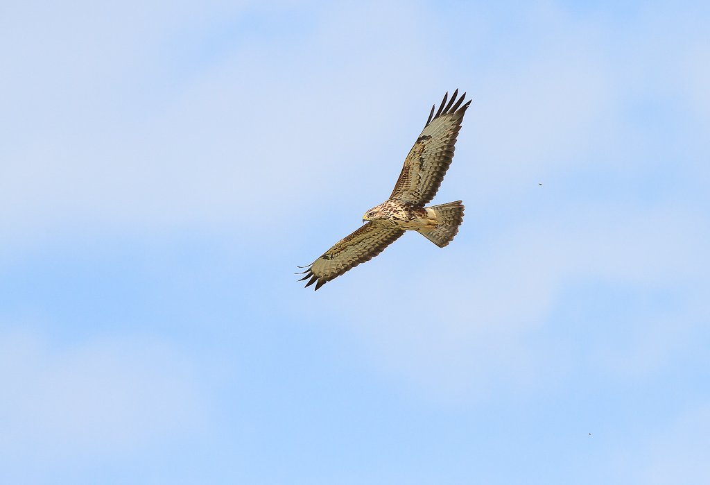 Ad ali spiegate, il sogno di Icaro.