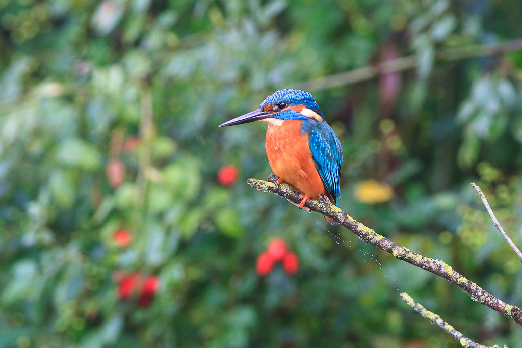 I martin su posatoi diversi