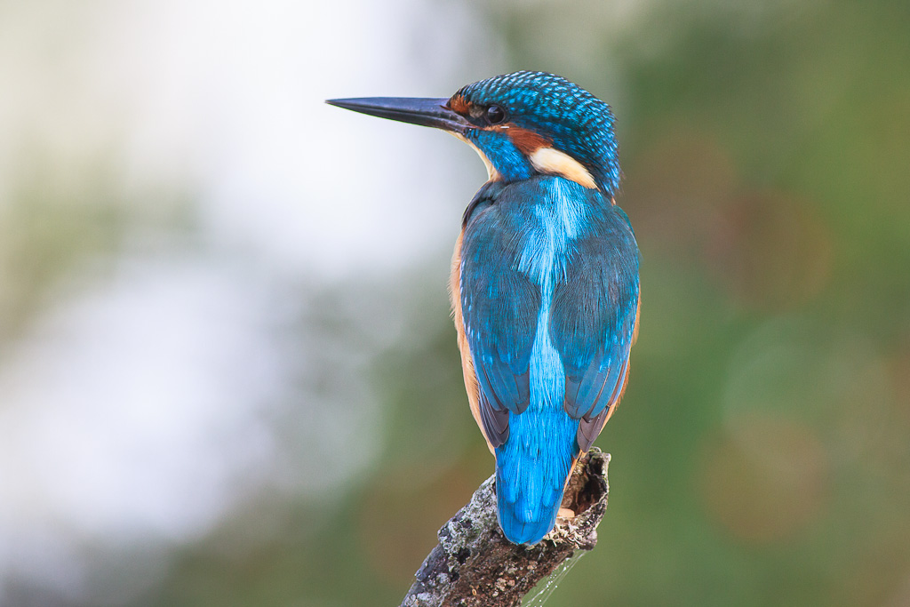 I martin su posatoi diversi