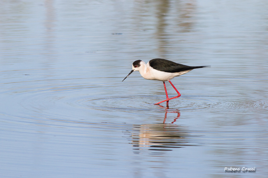 Combattente e cavaliere