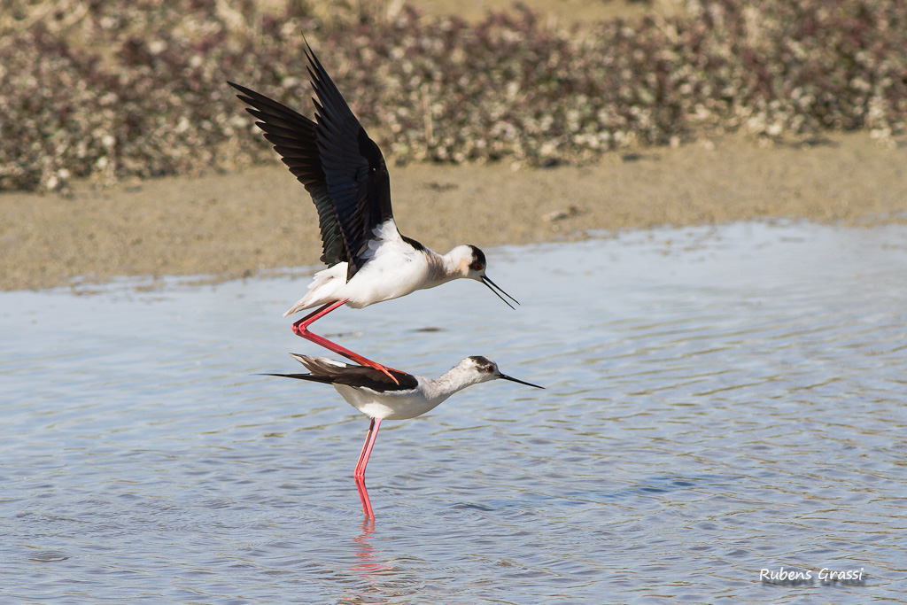 Cavalieri in accoppiamento