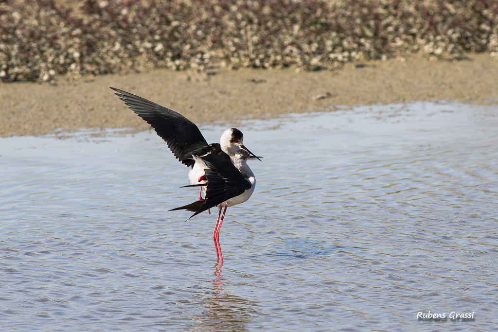 Cavalieri in accoppiamento