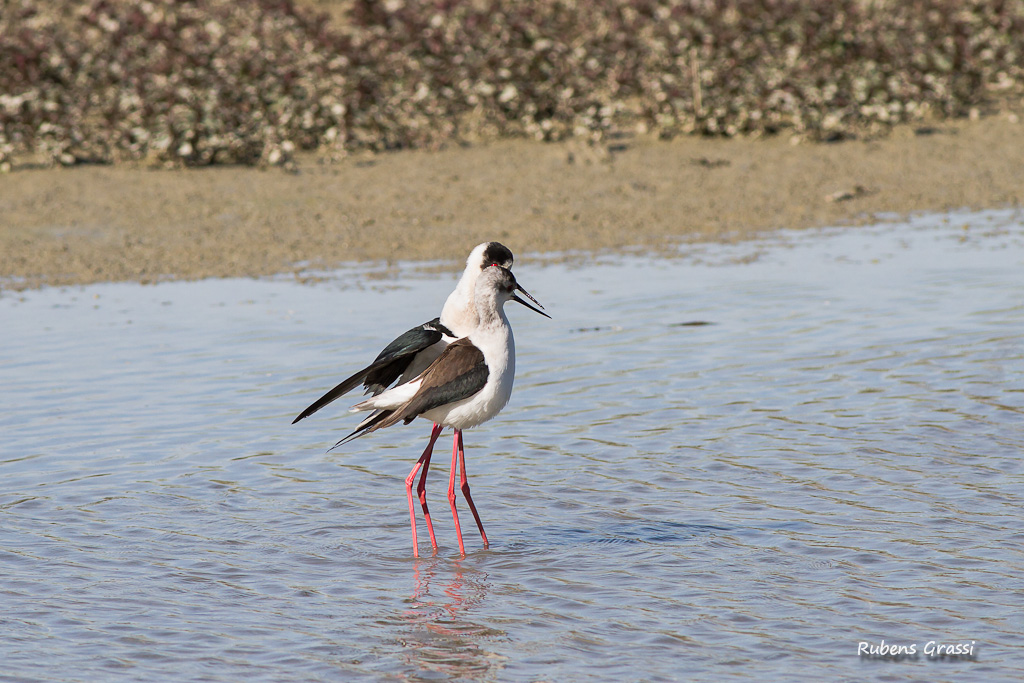Cavalieri in accoppiamento