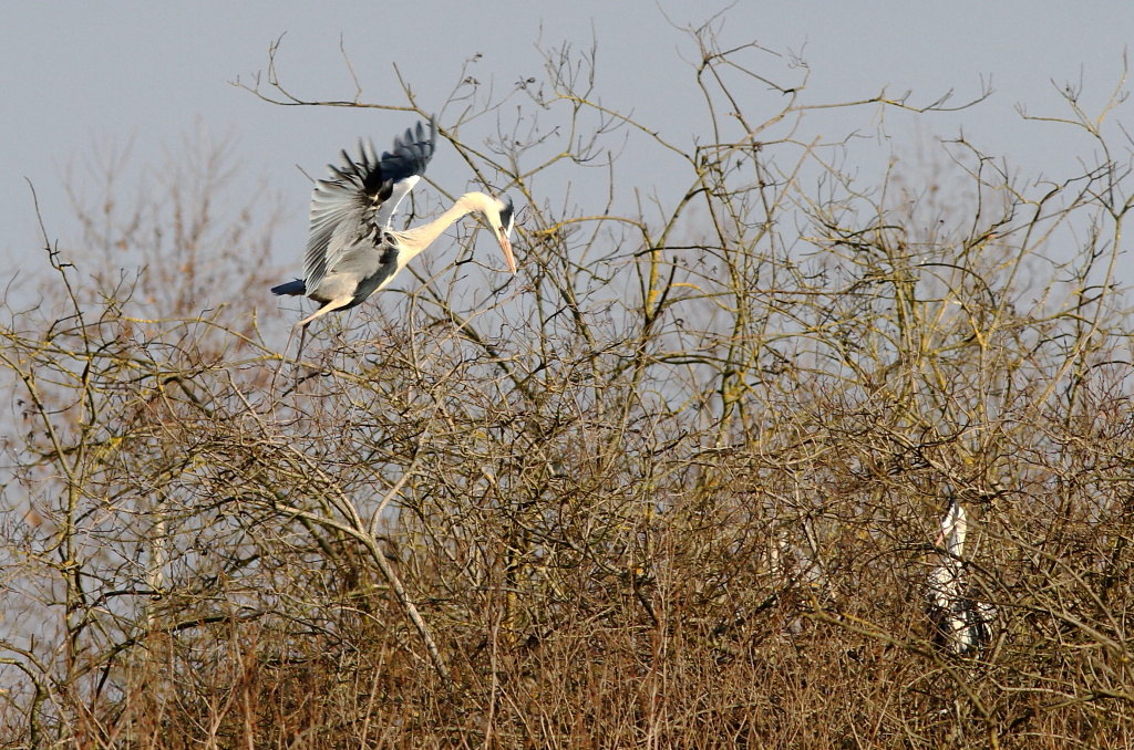 Cenerino.Ma gi iniza a nidificare?