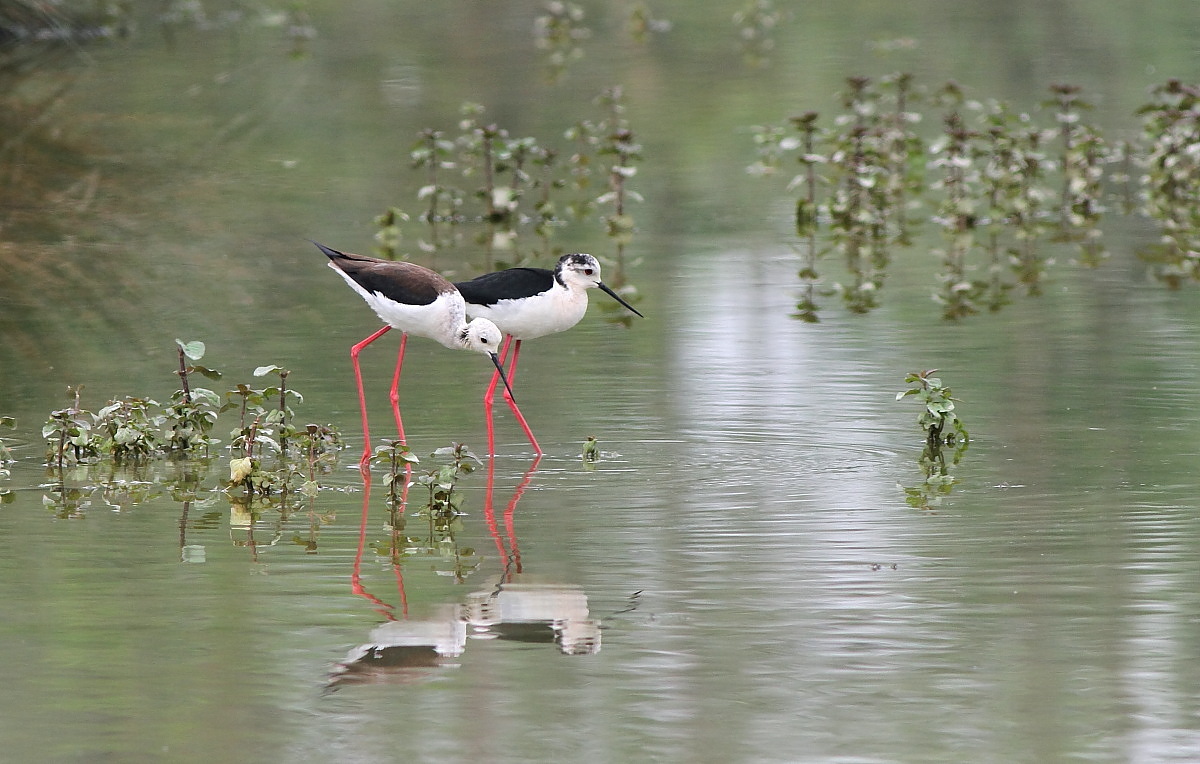 LIPU TORRILE