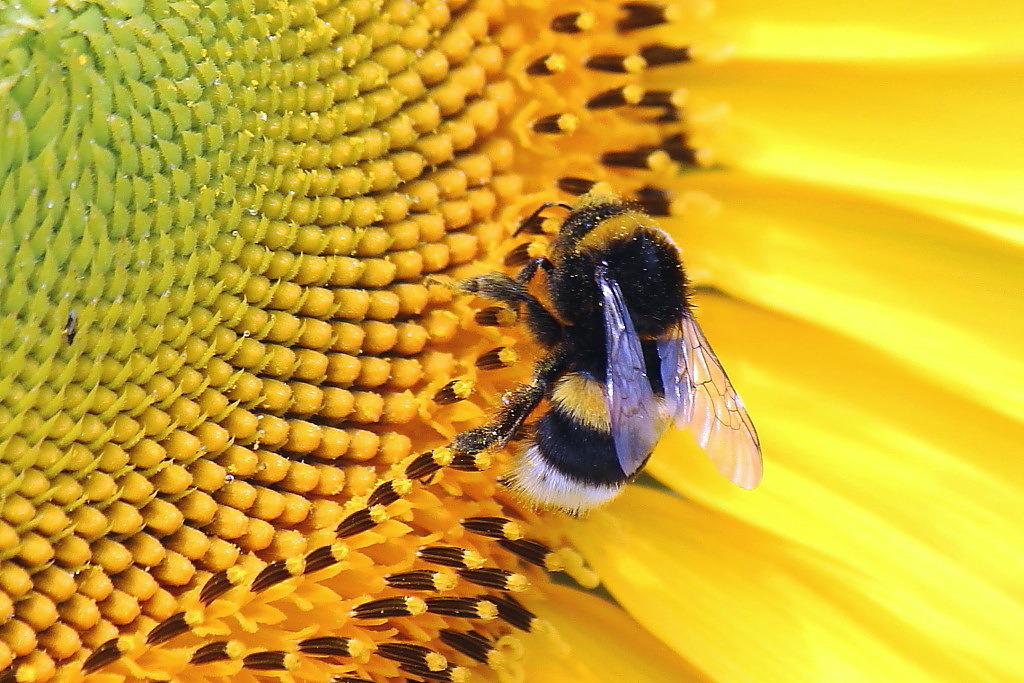 Giallo