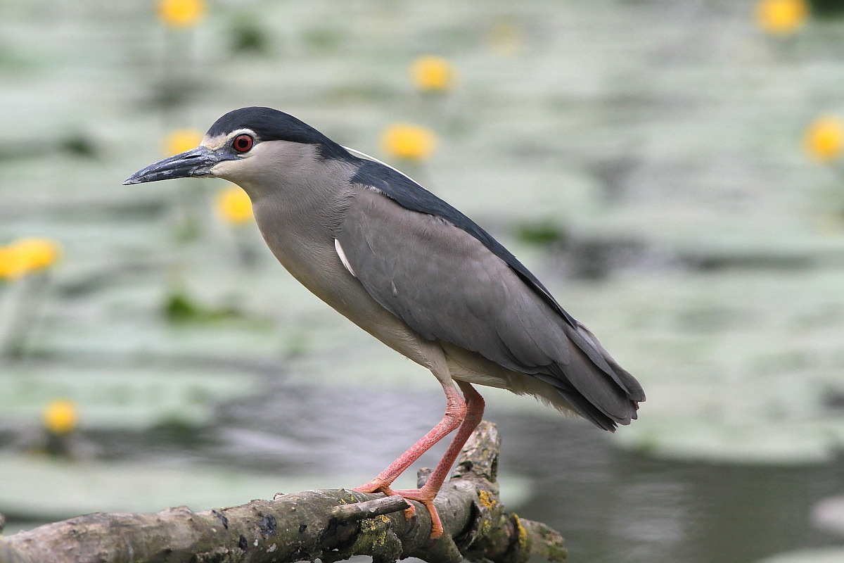 LIPU TORRILE