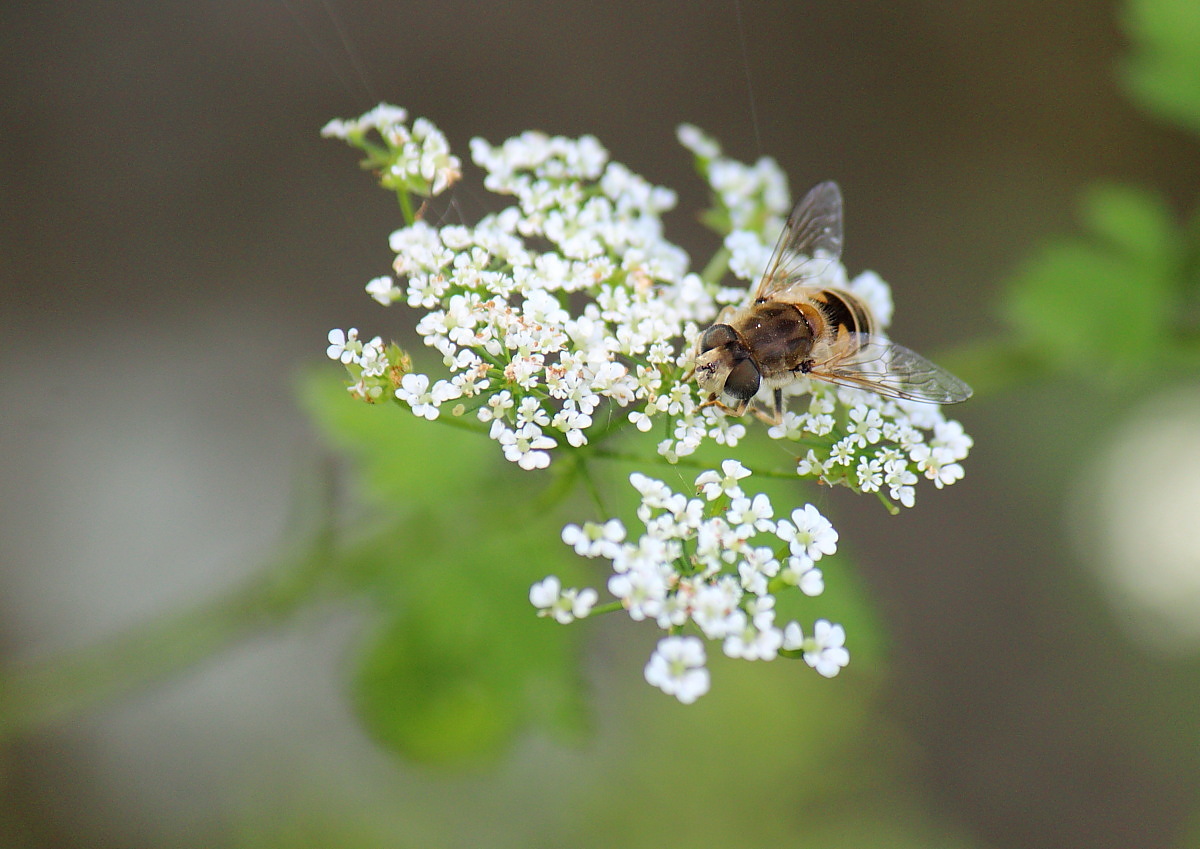 Su fiore a me sconosciuto