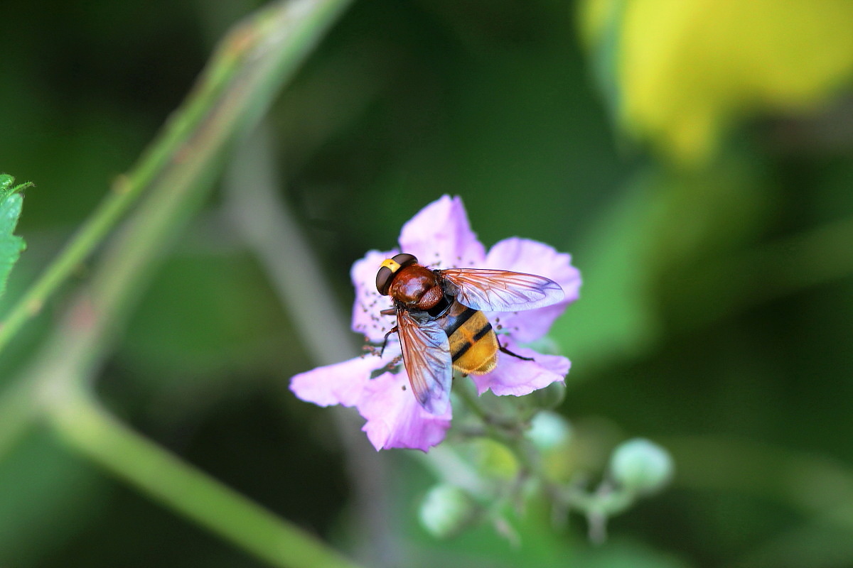passeggiata lungo il canale