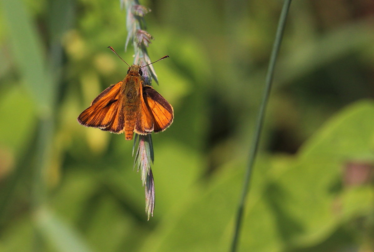 passeggiata lungo il canale