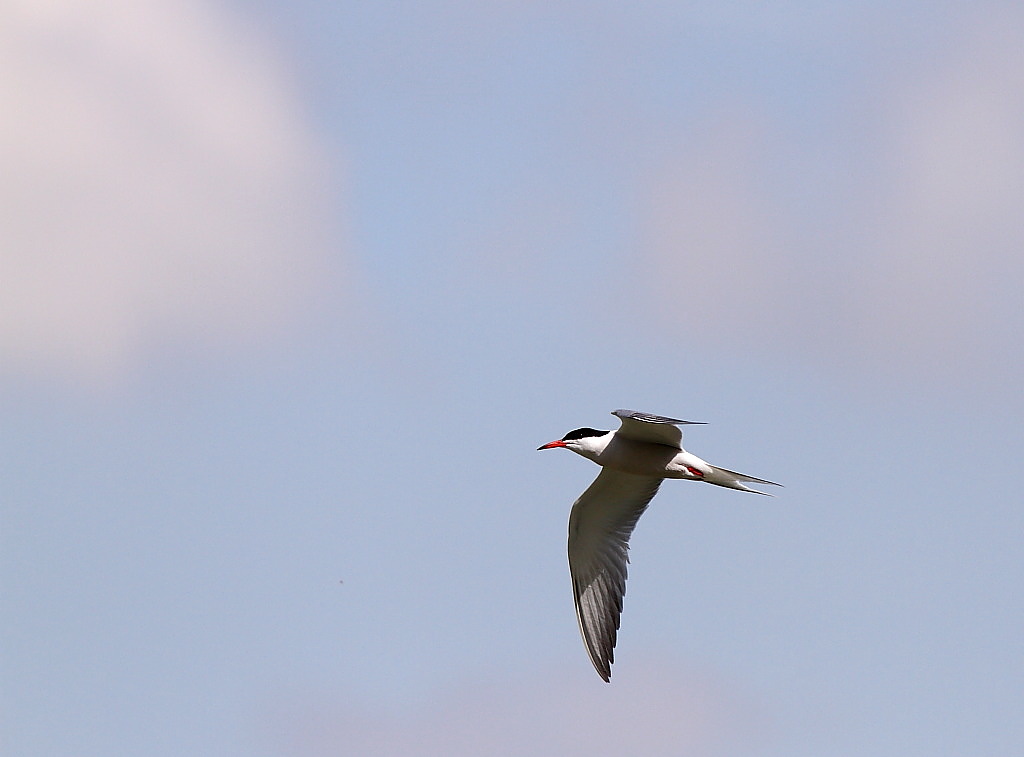 Spatola, sterna e cannareccione??