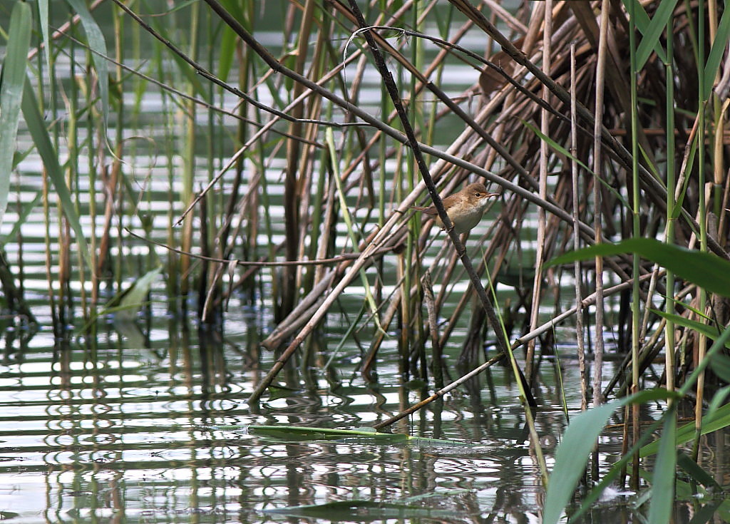 Spatola, sterna e cannareccione??