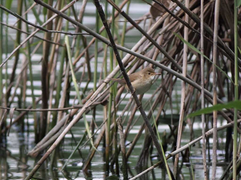 Spatola, sterna e cannareccione??