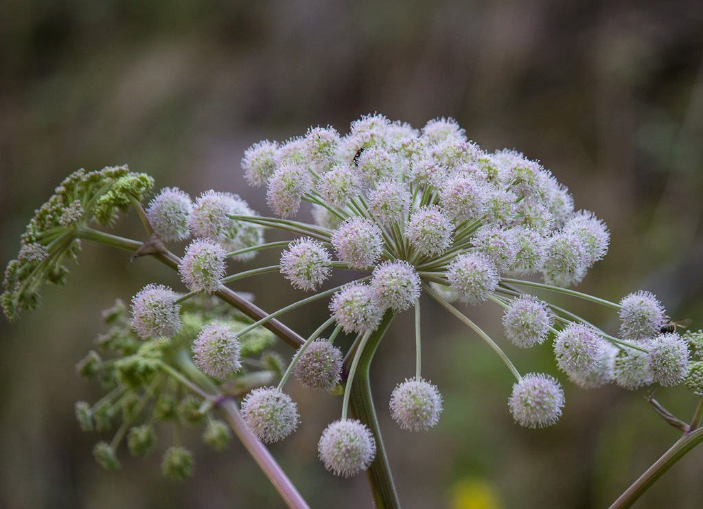 Fiore e farfalla( a me sconosciuti)