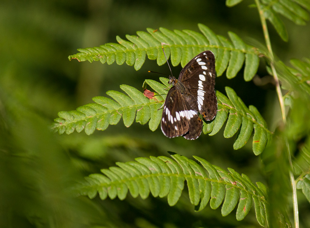 Fiore e farfalla( a me sconosciuti)