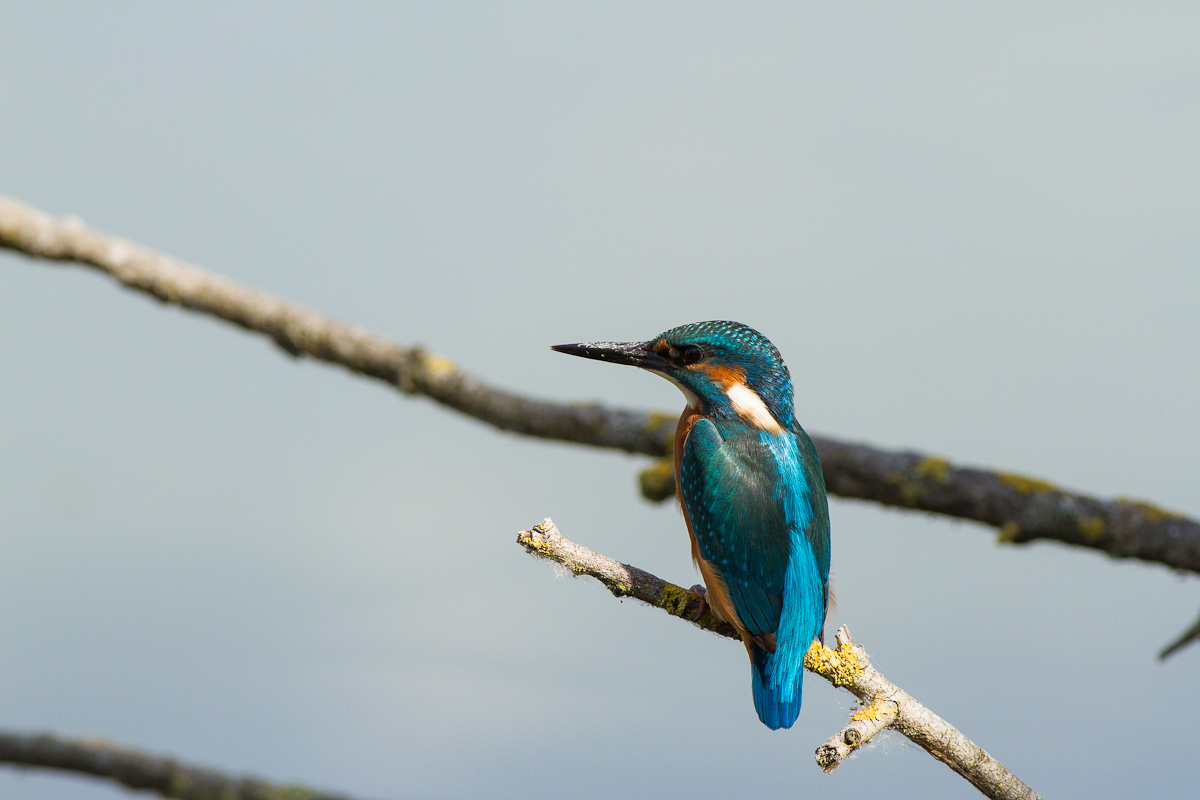 Primi martin dell''anno