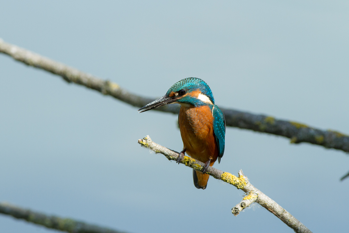 Primi martin dell''anno