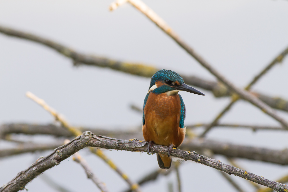 Primi martin dell''anno