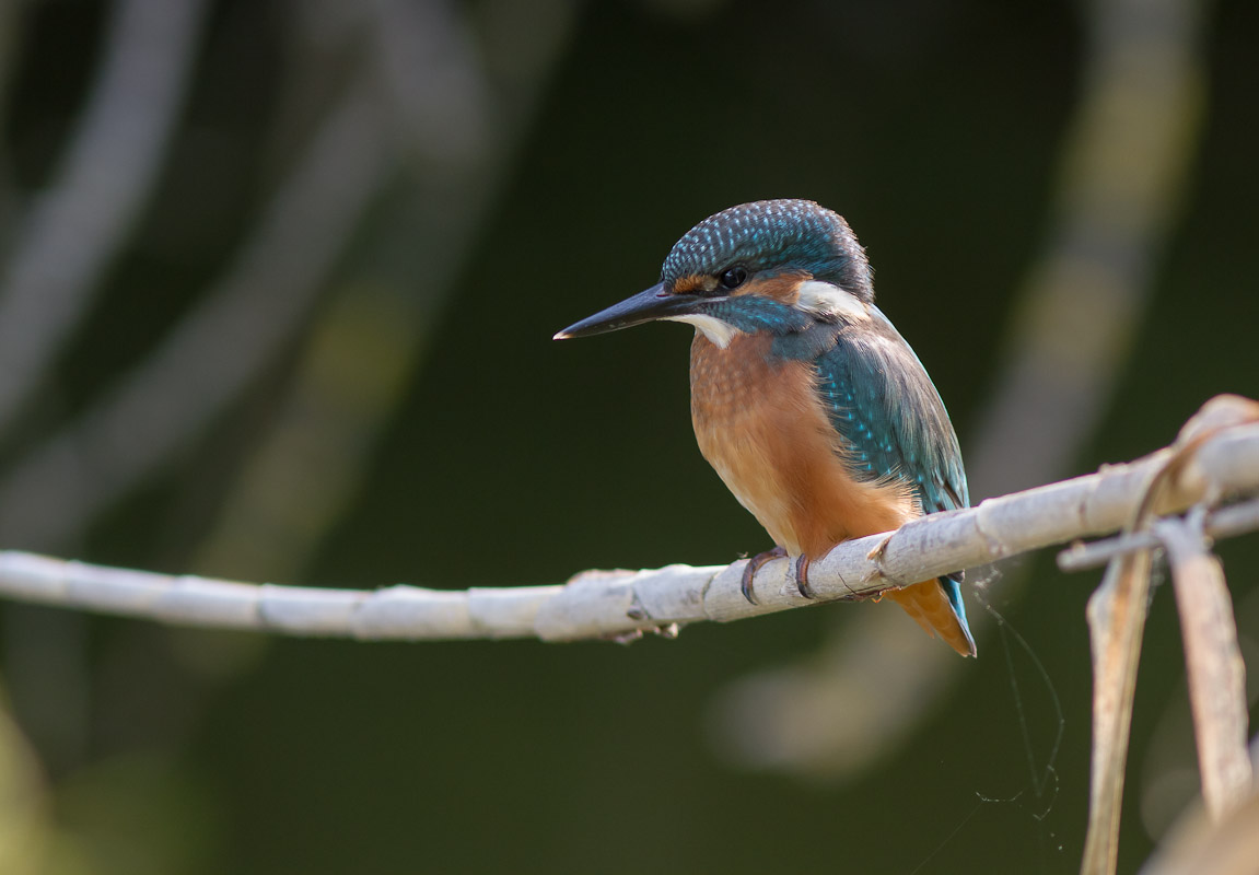 Ancora martin pescatore