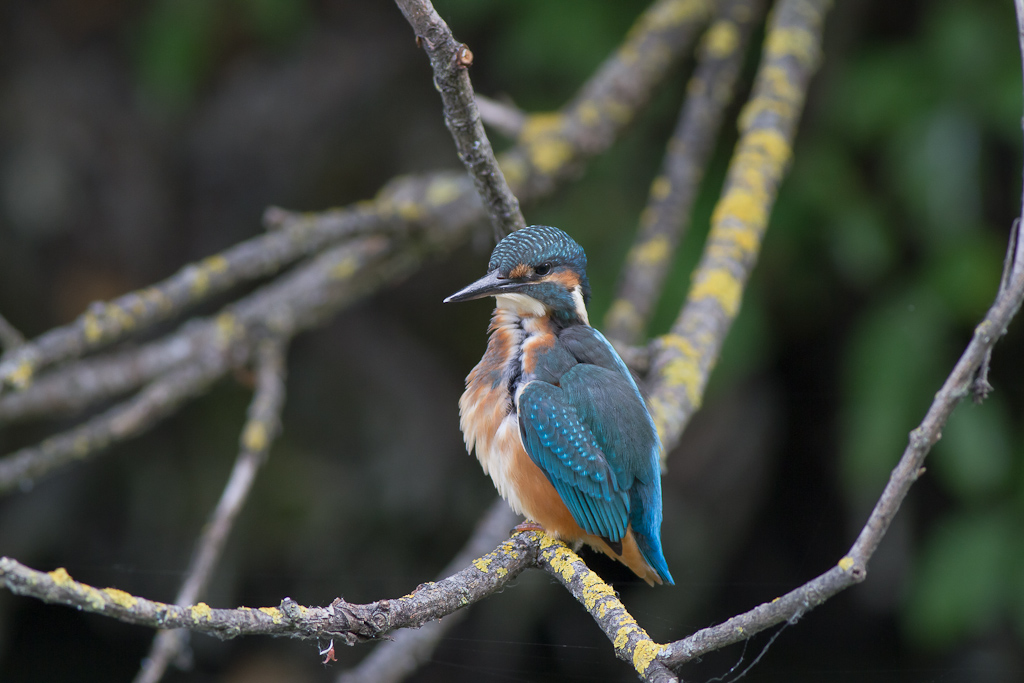 Spatola,martin pescatore ed altro